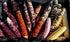 Rainbow Corn: Spotted Dragon Selection